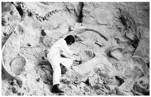 A dinosaur is excavated at Dinosaur National Monument in Colorado.