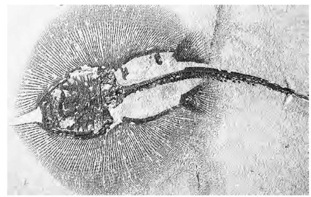 Stingray fossil, possibly dating to the Jurassic period. This is a rare find, because stingrays have no bone, only cartilage, which makes it harder for them to undergo mineralization and be preserved as fossils. 