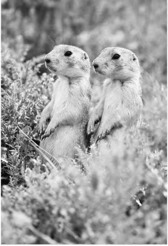 The burrowing prairie dog helps aerate sandy, gravelly soil in dry areas. 