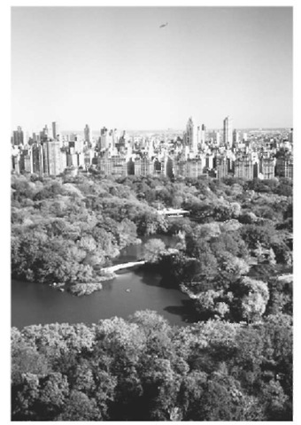 New York City has a massive concentration of humans, machines. and concrete in a very small area. Cities without adequate green space, such as New York's Central Park [shown here), become giant reflectors , and the  presence of  smog and heat from cars and other machines adds to the unhealthy environment.