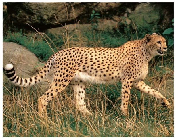 A cheetah prowling for prey, which may include gazelles, wildebeest, antelope, warthogs, hares, and ground birds.