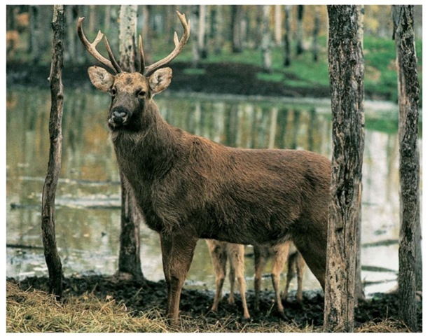Although often called barasingah (six-pointer) in India, swamp deers can have ten or more points on their antlers.