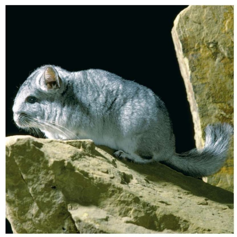 The demand for the short-tailed chinchillas' fur has lead to the animals becoming endangered.