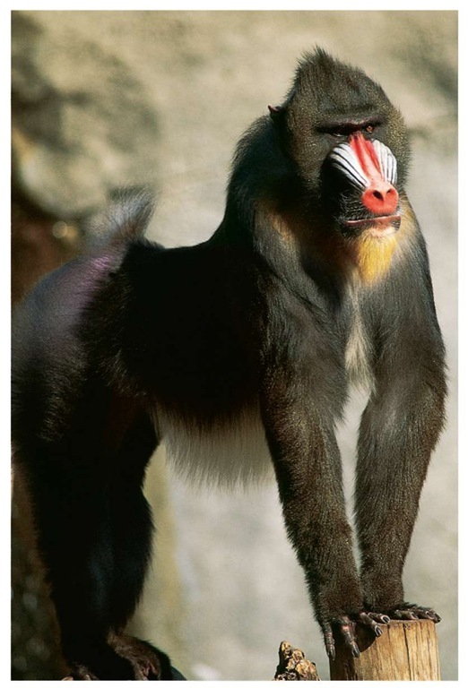 The most colorful of all mammals, the mandrill is the largest member of the primate family.
