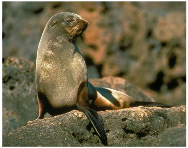 Although having similar characteristics as other fur seals, the Guadalupe fur seal can be distinguished by its long, pointed snout and light-colored whiskers.