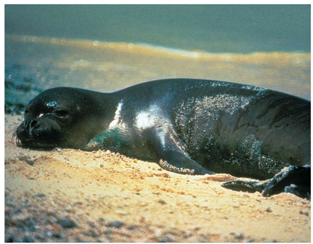 A sunning Hawaiian monk seal. In order to survive, the seals must have an undisturbed habitat with as little human contact as possible.