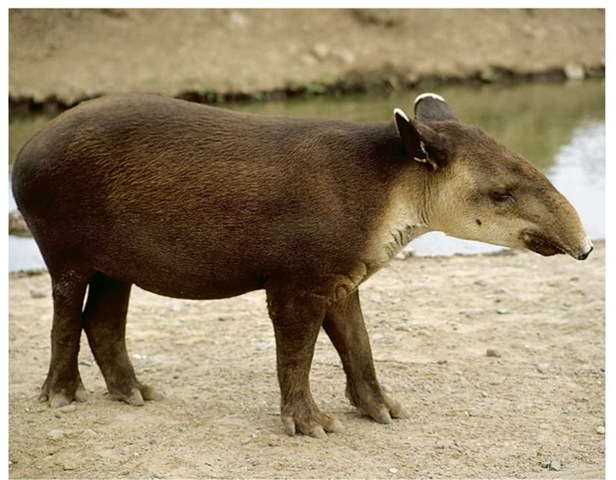 The Central American tapir shovels food into its mouth by extending its nose and upper lip to make a short trunk.