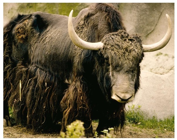 Because enforcement of the laws protecting the wild yak is difficult, the few hundred existing animals remain in serious danger of extinction.