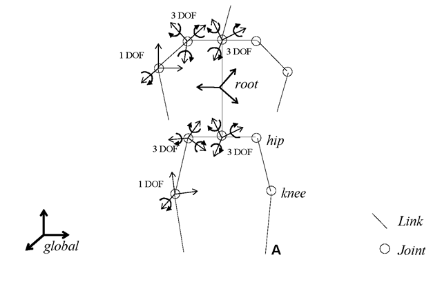  Stick representation of an articulated model defined by 22 DOF