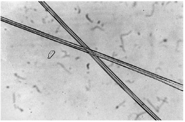 Cellulose triacetate fiber (magnification 90 x).