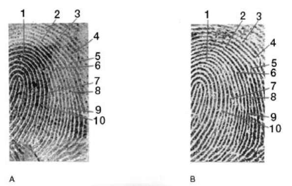 Friction ridge skin impressions: (A) crime scene; (B) inked. See text for discussion.