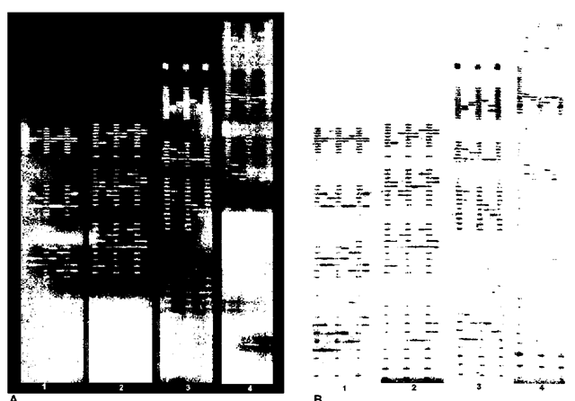 (A) The original CCD images of Powerplex 1.1 (panels 1 and 2) and Powerplex 2.1 (panels 3 and 4). (B) The reverse image of the same images.Panel 1 contains the TMR loci from top to bottom CSF1PO, TPOX, TH01 and VWA03.Panel 2 contains the fluorescein loci from top to bottom D16S539, D7S820, D13S317 and D5S818.Panel 3 contains the TMR loci from top to bottom FGA, TPOX, D8S1179 and VWA03.Panel 4 contains the fluorescein loci from top to bottom: Penta E, D18S51, D21S11,TH01 and D3S1358.The same samples are loaded between the ladders.The sample format is the TWGDAM format when an internal size standard is not used.The overlapping loci for sample confirmation are TH01, TPOX and VWA03.
