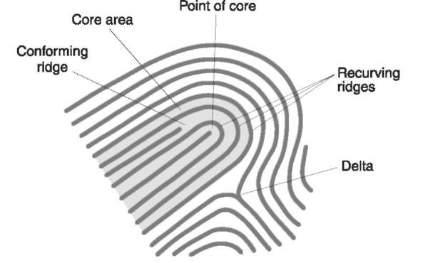 Elements of a fingerprint.