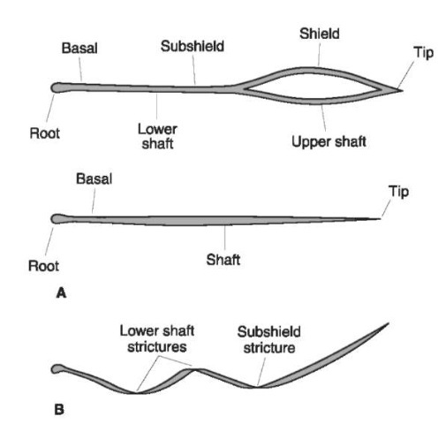 Regions of shielded and non shielded hair. The parts (A) and locations of strictures (B) of a common animal hair shaft are noted from tip to root including the blade.