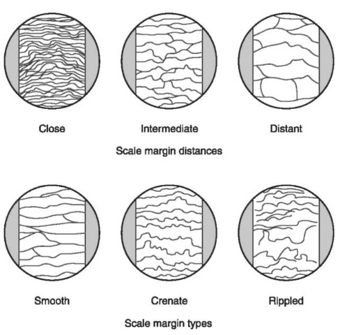 Scale margins. At higher magnifications, three common patterns on the leading edge (exposed margins) of animal hair scales are found. The distances between the scale margins can be described as close, intermediate or distant or simply measured with a microscope.