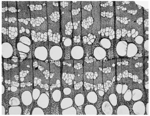 Transverse section of elm [Ulmus fulva) showing pattern formed by the large and small vessels. Compare with Fig. 8. Original magnification x 40.