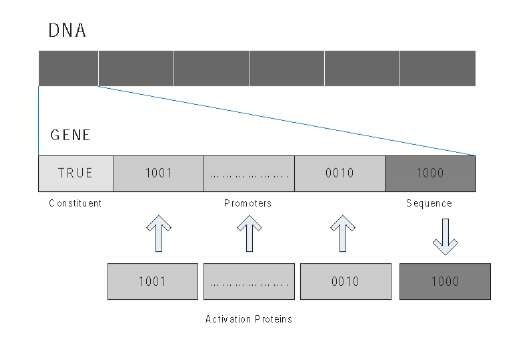  Structure of a system gene 