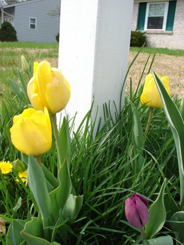 [tulips-yellow1[3].jpg]