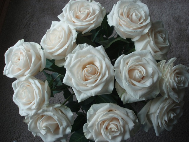 [roses1[3].jpg]