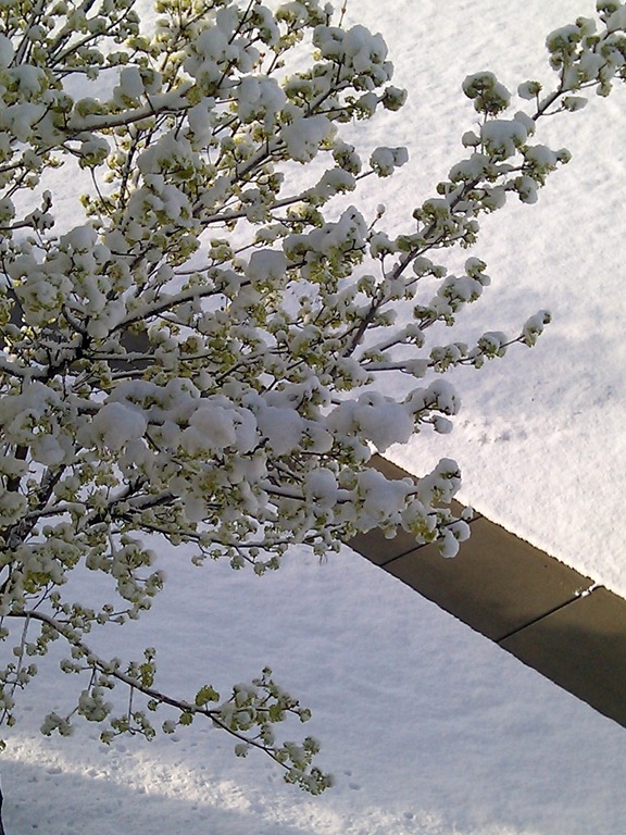 [4-29-2011 spring snow (1)[8].jpg]
