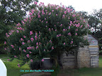 Crapemyrtle after a little TLC, August 2007. 
