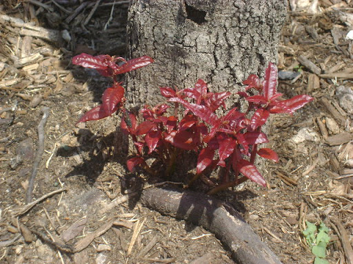 Houston Tree Service Review With Gene Basler Bright Red Live Oak Root Sprouts Sprouting From An Otherwise Dead Live Oak Transplant Close Examination Of The Leftmost Stalk Will Reveal Fire Ants Tending
