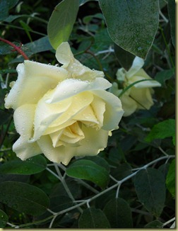 DSCN2649 DSCN2649