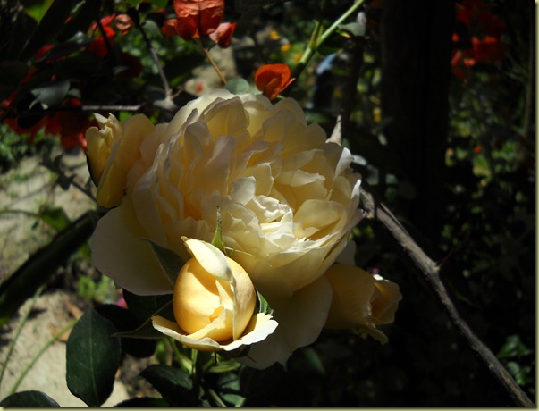 DSCN3335 DSCN3335