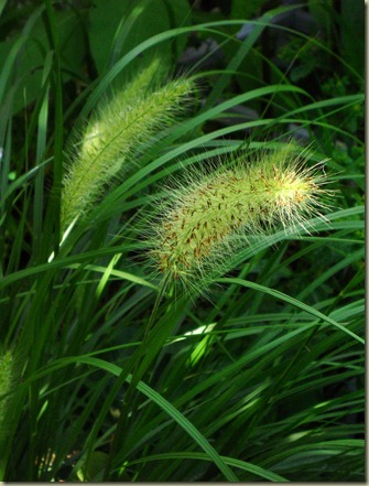 DSCN5123 DSCN5123