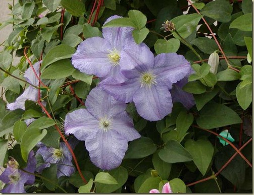 Clematis Blue Angel Clematis Blue Angel