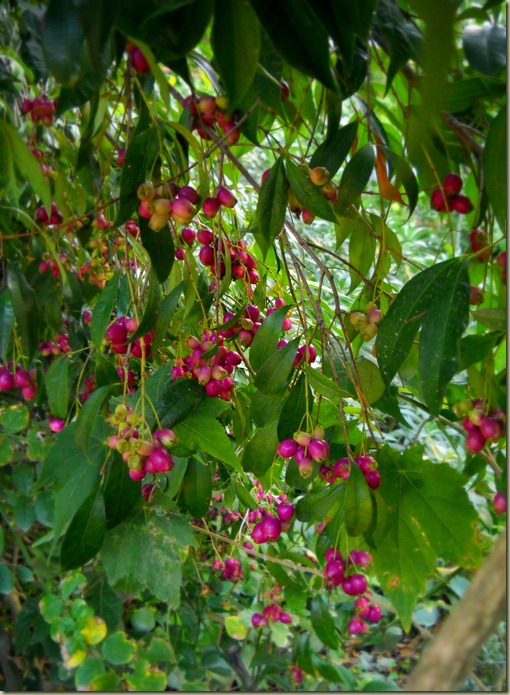 DSCN6685 DSCN6685