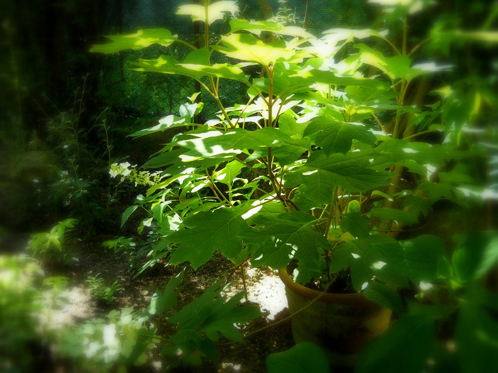[DSCN30168.jpg]