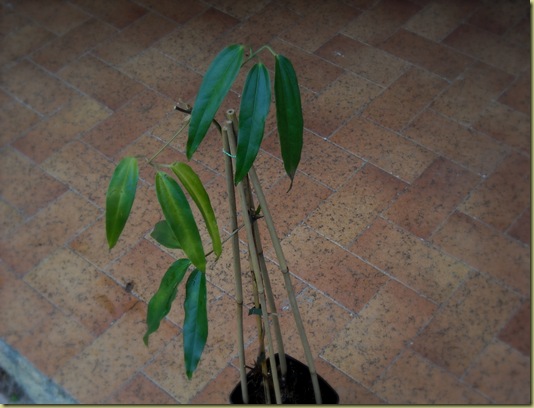 DSCN1821 DSCN1821