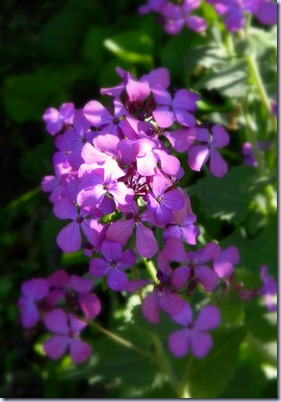 DSCN5274 DSCN5274