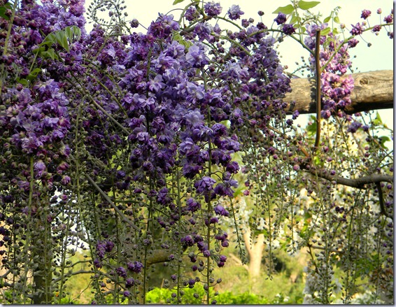 DSCN5946 DSCN5946