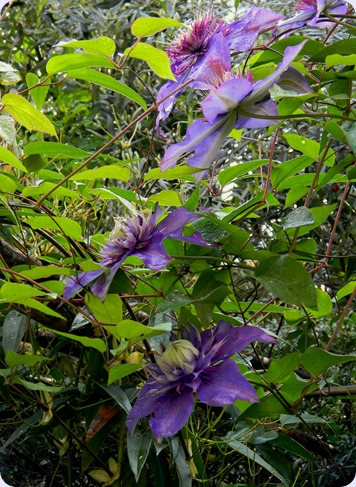 DSCN6921 DSCN6921