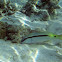 Red Sea Goatfish