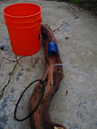 The supplies. 5 gallon bucket, aquarium pump, 3 feet of clear 1/4" tubing, a circle of 1/4" drip soaker hose, and Size Q pantyhose (not pictured here)