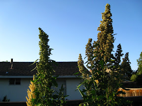 Quinoa