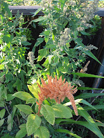 Quinoa (behind) and Amaranth (in front)
