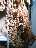 drying quinoa seed heads