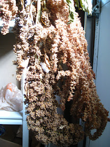 drying quinoa seed heads
