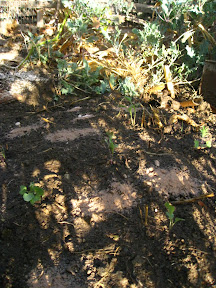I planted broccoli, kale, egyptian onions and garlic chives - the brassicas will love the bacteria-rich soil