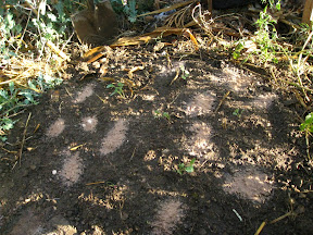 Topped with Azomite, the rich, vigorous soil life in the moist pocket and the surrounding fruit trees and newly planted plants will prevent the nutrients from leaching away