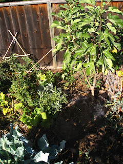 The fertile pocket (bottom right) will benefit the nearby perennial herbs and fruit trees, which will return the favor by feeding the pocket and retaining valuable nutrients with their roots and also recycling the nutrients through their leaves