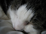 Tomsk, up close on macro