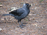 Jackdaw from about 8metres away.