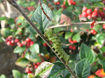 IMG_0568.JPG