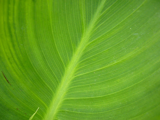 mucous membrane pemphigoid cannabis oil