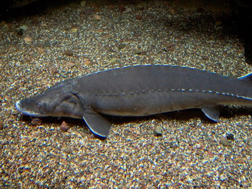 Lake Sturgeon